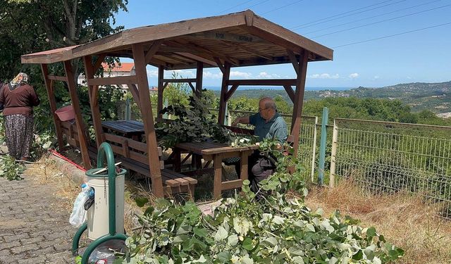 Ihlamur ağaçlarında ’mis kokulu’ hasat başladı