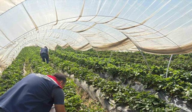 Koçarlı’da çileklere sıkı denetim