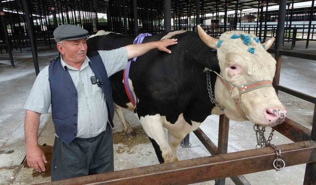 Kütahya’da 1 ton 200 kiloluk kurbanlık 350 bin TL’ye satıldı