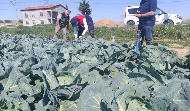 Lahana üreticilerine uyarıda bulunuldu