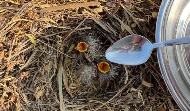 Mercimek tarlasında bulduğu kuş yavrularına kaşıkla su verdi
