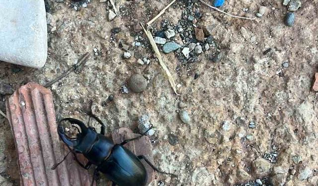 Nesli tükenme tehlikesi altında bulunan böcek türü Diyarbakır’da görüldü