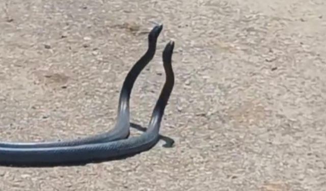 Osmaniye’de yılanların dansı kameraya yakalandı