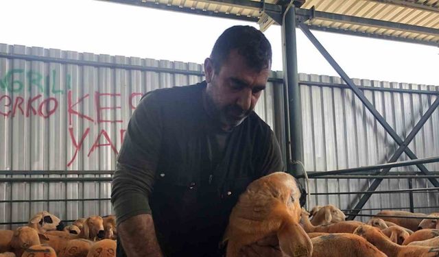 Sivas Kangal kuzuları hem renkleri hem de lezzetleriyle dikkat çekiyor