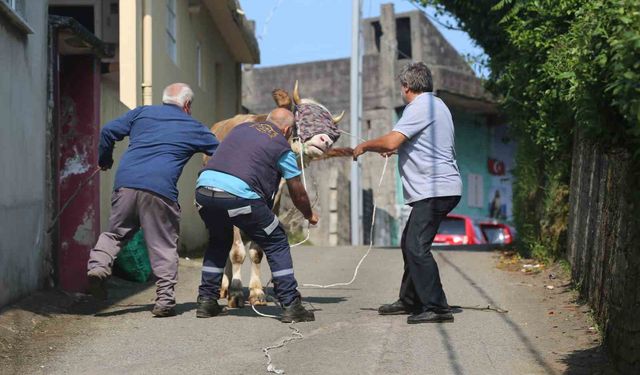 Rize’de kaçan kurbanlık sahiplerini peşinden koşturdu