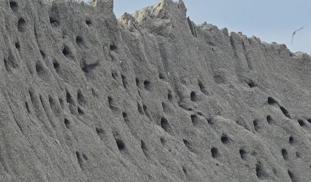 Tokat’ta kuşların kumda kurduğu site doğaseverleri mest ediyor