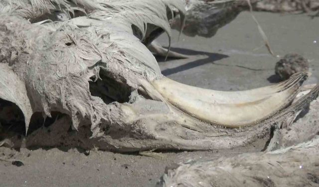 Tuz Gölü’nde yüzlerce flamingo ölü olarak bulundu