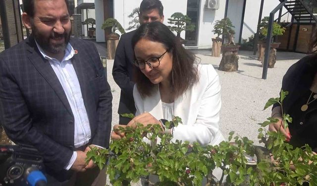 Yalova Bonsai Müzesi’nde dut hasadı