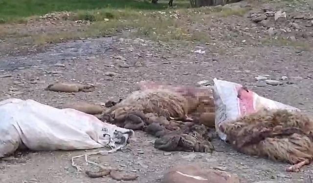 Yüksekova’da sakatatların yol kenarına atılmasına tepki