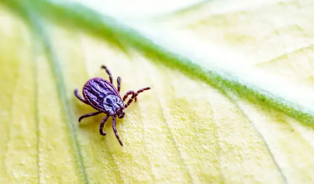Uzmanından uyarı: "Kenelerle bulaşan Lyme, Tularemi ve birçok başka tehlikeli hastalık var"