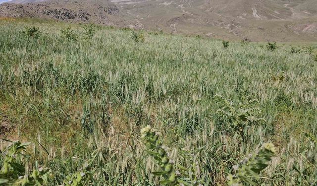 Adilcevaz’da aşırı soğuktan dolayı buğday başakları boş kaldı