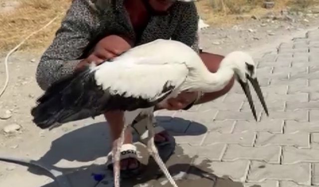 Adıyaman’da sıcaktan bayılan leyleği köylüler kurtardı
