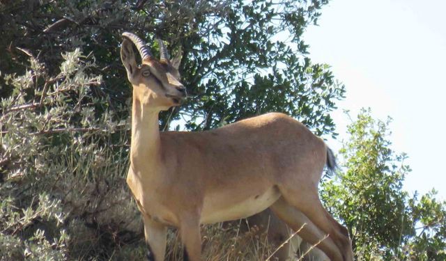 Ahır Dağı’nda ala geyik sürüsü görüntülendi