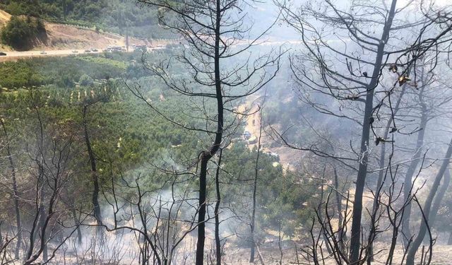 Bilecik’te orman yangını ekipler tarafından söndürüldü