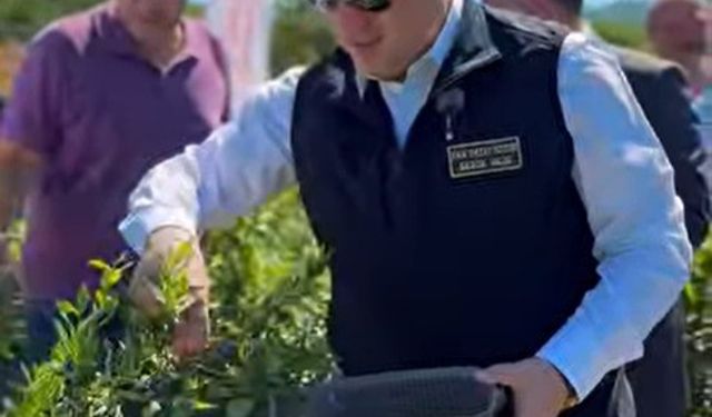 Bilecik’te yaban mersini hasadı