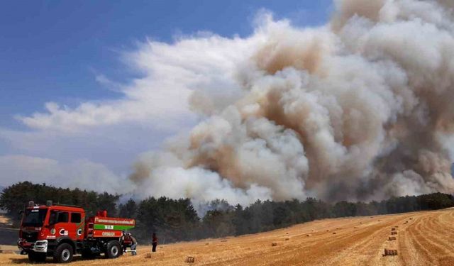 Bolu’da anız yangını ormana sıçradı