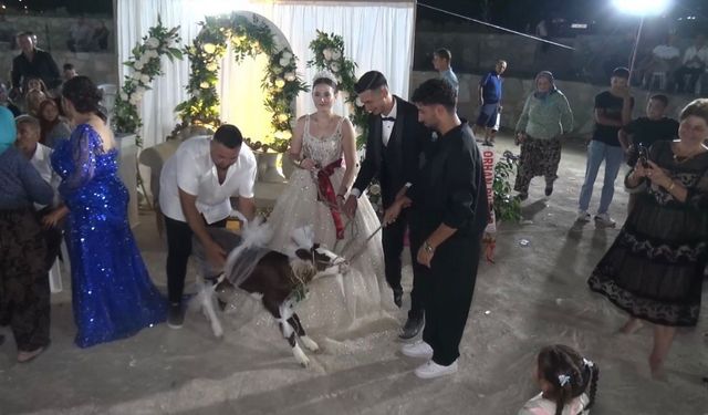 Çanakkale’de gelin ve damada buzağı hediye edildi