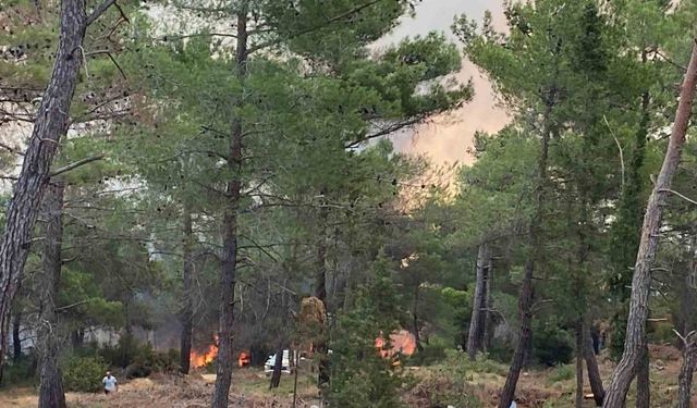 Çanakkale’de orman yangını