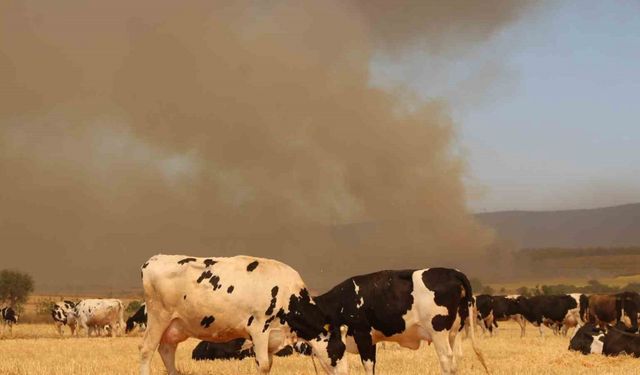 Çanakkale’deki yangında köylüler hayvanlarını korumak için tarlalarda bekletiyor