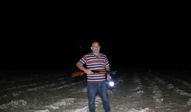 Çiftçilerin "beyaz altın" nöbeti: Sarımsaklar çalınmasın diye sabaha kadar tarlada nöbet tutuyorlar