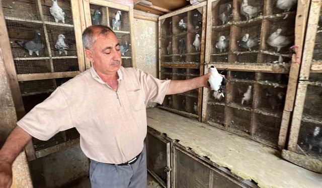 Depremde 170 güvercini telef oldu, kuş sevdası geçmedi