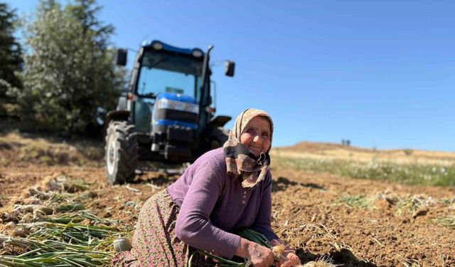 Dünyaca ünlü Taşköprü sarımsağında hasat dönemi başladı