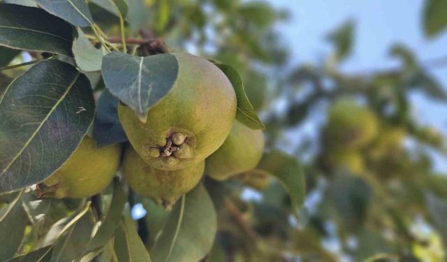 Emekli madenci Bursa’da kurduğu armut bahçesinden 80 tonluk hasat bekliyor