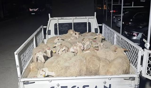 Hayvan pazarlığı hırsızlığa dönüştü, şahıslar kaçamadan yakalandı