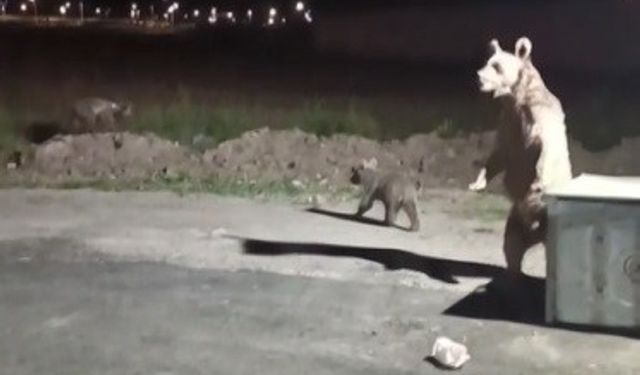 Kars’ta 1 kişi ayı saldırısından son anda kurtuldu