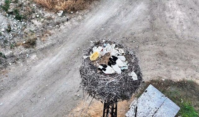 Leylek ailesi uyurken görüntülendi