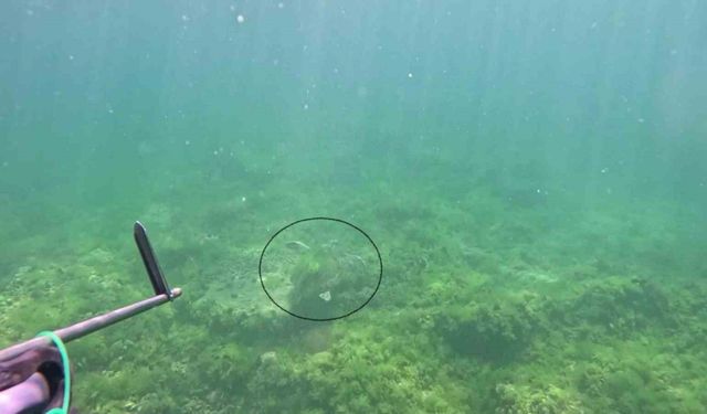 Marmara Denizi’nde bir ilk: Caretta caretta su altında görüntülendi