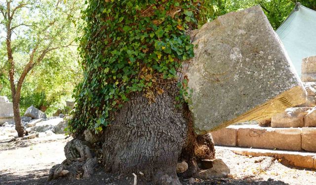 Meşe ağacı lahit parçasını havaya kaldırdı: Termessos’ta doğa tarihe sahip çıktı