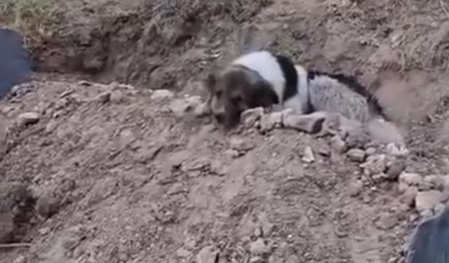 Mezar başında vefa nöbeti: Sahibinin mezarından ayrılmıyor