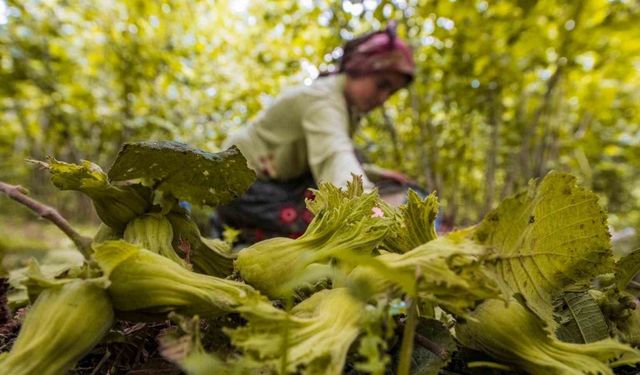Ordu’da fındık toplamaya rekor başvuru