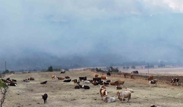 Orman yangını köye yaklaştı, hayvanlar güvenli alanda bekletiliyor