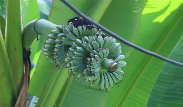 Rizeli’nin muz inadı