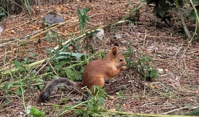 Sarıkamış’ta sevimli sincap cep telefonuyla kaydedildi