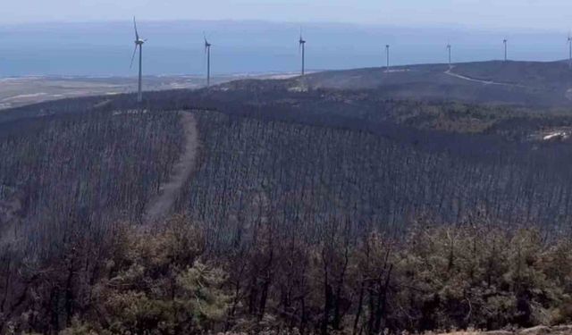 Şarköy’de orman yangınında küle dönen alanın öncesi ve sonrası yürek burktu