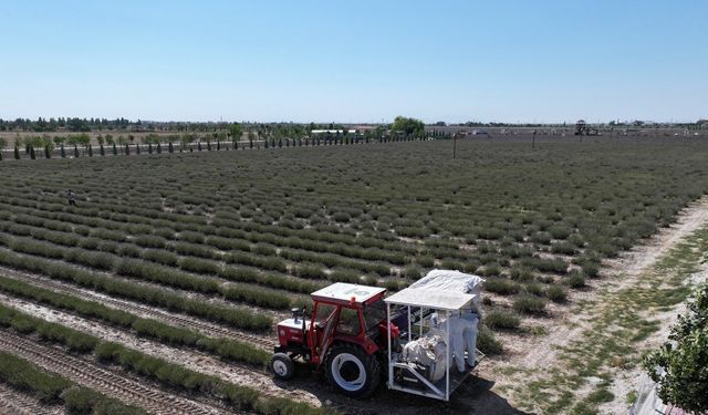 Türkiye’nin en büyük Lavanta Bahçesi’nde hasat zamanı