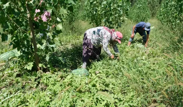 Mersin en çok karpuz üreten iller arasında