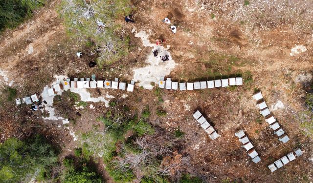 Mersin’de en çok bal ormanı Tarsus’ta bulunuyor