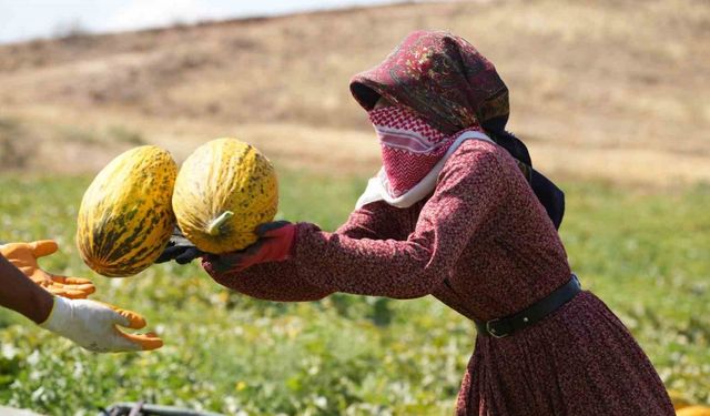40 derece sıcaklıkta kavun hasadı başladı: Yüksek verim, üreticinin yüzünü güldürdü