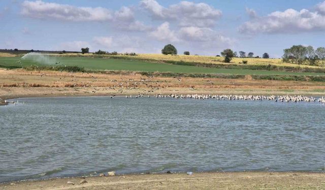 Afrika yolculuğu öncesi binlerce leylek gölette buluştu