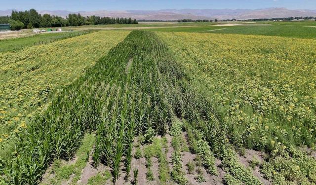 Ağrı’da çiftçinin bostanı örnek oldu: Sebze, meyve ve tahıl bir arada