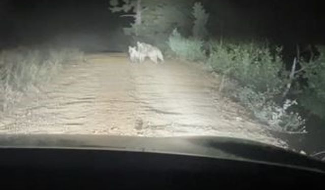 Artvin’de yayla yolunda ayı ve yavrusu görüntülendi, anne ayı araca saldırdı