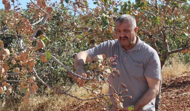 Aşırı sıcaklar Siirt fıstığını vurdu; rekoltede yüzde 80 kayıp bekleniyor