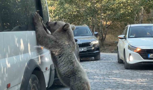 Ayıya ekmek veren vatandaş saldırıdan son anda kurtuldu