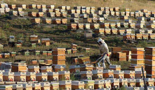 Bayburt’ta bal hasadı sezonu başladı