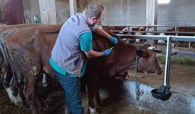 Bayburt’ta şap aşılama çalışmaları merkez ve ilçelerde devam ediyor