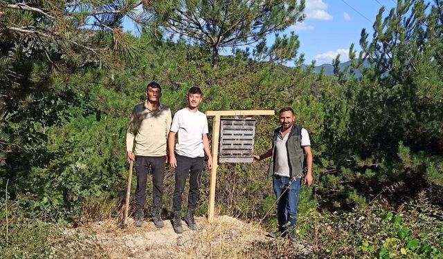 Bolu’da yanan ormanlık alanlara feromon tuzakları asıldı